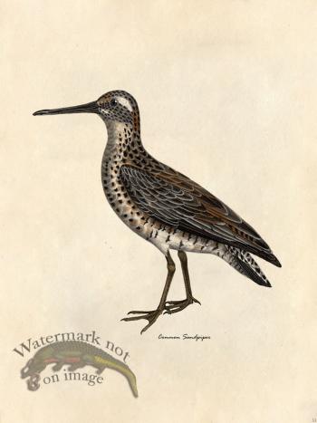 Common Sandpiper - Tribute Bd 33
